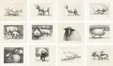 Henry Moore, Sheep, 1972-74, The complete set of 12 etchings, on handmade Rives paper with watermark designed by the artist, with full margins, with title page, colophon, text, accompanying linen-covered portfolio and printed vellum wrappers