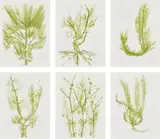 Giuseppe Penone, Trentatré Erbe (Thirty-three Herbs), 1989, The complete set of 33 lithographs in colours, on light wove paper, the full sheets, with colophon, title page and original green fabric-covered portfolio boards with printed artist's name and title