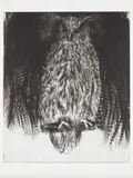 Jim Dine, Owl, 1994, Etching and drypoint with roulette and sandpaper abrasion, on T.H. Saunders Waterford paper, with full margins