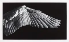 Untitled (Gabriel's Wing) by Robert Longo, 2016, Archival pigment print, on wove paper, with full margins, sold Sep 2020