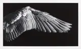 Untitled (Gabriel's Wing) by Robert Longo, 2016, Archival pigment print, on wove paper, with full margins, sold Sep 2020