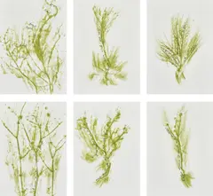 Giuseppe Penone, Trentatré Erbe (Thirty-three Herbs), 1989, The complete set of 33 lithographs in colours, on light wove paper, the full sheets, with colophon, title page and original green fabric-covered portfolio boards with printed artist's name and title