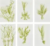 Giuseppe Penone, Trentatré Erbe (Thirty-three Herbs), 1989, The complete set of 33 lithographs in colours, on light wove paper, the full sheets, with colophon, title page and original green fabric-covered portfolio boards with printed artist's name and title