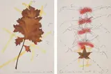 Mario Merz, Da un erborio raccolto nel 1979 in Woga-Woga, Australia (From a herb collected in 1979 in Woga-Woga, Australia), 1979-1989, The complete set of 14 lithographs in colours, on textured wove paper, with full margins, with colophon and original red/brown fabric-covered portfolio boards with printed artist's name and title