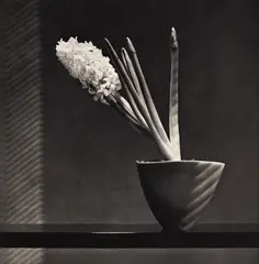 Hyacinth by Robert Mapplethorpe, 1987, Photogravure, sold Sep 2020