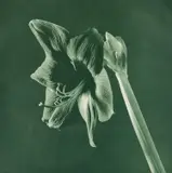 Green Amaryllis from Flowers by Robert Mapplethorpe, 1987, Toned photogravure, sold Sep 2020