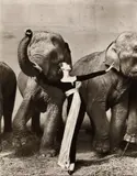 Richard Avedon, Dovima with elephants, Evening dress by Dior, Cirque d’Hiver, Paris, August
