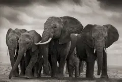 Elephant Five, Amboseli by Nick Brandt, 2008, Archival pigment print, sold Sep 2020