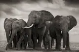Elephant Five, Amboseli by Nick Brandt, 2008, Archival pigment print, sold Sep 2020
