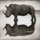 Rhino on Lake, Lake Nakuru by Nick Brandt, 2007, Archival pigment print, sold Sep 2020