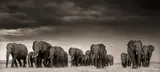 Elephants and Egrets after storm, Amboseli by Nick Brandt, 2007, Archival pigment print, sold Sep 2020