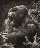 Gorilla Baring Teeth, Parc des Volcans by Nick Brandt, 2008, Archival pigment print, sold Sep 2020