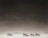 Elephants on Bleached Lake Bed, Amboseli by Nick Brandt, 2008, Archival pigment print, sold Sep 2020