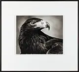 Robert Longo, Study of Black Falcon, 2013, ink and charcoal on vellum, in artist's frame