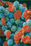 Second Series Biopsy: M132/655-Leukaemia_blood_cells,_scanning_electron_micrograph-SPL.jpg by Damien Hirst, 2008, inkjet print and household gloss on canvas with glass, blades and religious artefacts, sold Mar 2019