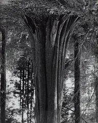 Rodney Graham, Cedars, Stanley Park (8), black and white silver print mounted on acrylic board