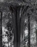 Rodney Graham, Cedars, Stanley Park (8)