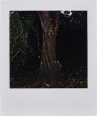 Sarah Jones, The Park (Beech) III, 2003, c-print