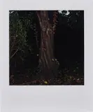 Sarah Jones, The Park (Beech) III, 2003, c-print