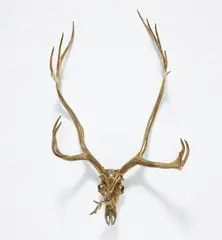 Sherrie Levine, Caribou Skull, 2006, cast bronze