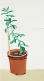 Jonas Wood, Studio Plant