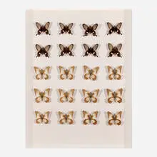 Matti Braun, C, 2009, mounted butterflies in artist's frame