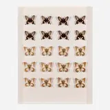 Matti Braun, C, 2009, mounted butterflies in artist's frame