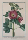 Italian School, Malva rosea, folio subrotundo flore saturatius rubente, Hand-colored engraving from Hortus Romanus