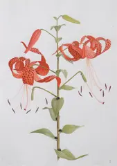 James Linton Sain, Tiger Lily, Watercolor