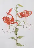 James Linton Sain, Tiger Lily, Watercolor