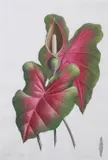 James Linton Sain, Caladium, Watercolor