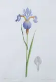 James Linton Sain, Iris Siberica, Watercolor