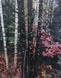 Eliot Porter, Trunks of Maple and Birch with Oak Leaves