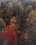 Eliot Porter, Color of Trees