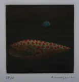 Yōzō Hamaguchi, Shells, LITERATURE: No. 77 in Tokyo Metropolitan Teien Art Museum, ed., "Yozo Hamaguchi: Master of Mezzotint" (Tokyo: 1990)