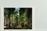 Thomas Struth, Yosemite National Park (Aus: "Paradise"), 2004, Pigmentierter Tintenstrahldruck auf leichtem Karton