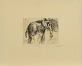 Lovis Corinth, Elefant, Radierung auf Bütten