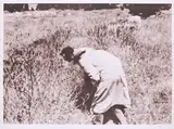 Botanischer Wahnsinn by Joseph Beuys, 1976, Lichtdruck auf Karton, sold May 2021