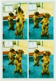 Stanley + Heinz by David Hockney, 1988, C-Print, sold Aug 2019