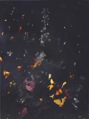Ori Gersht, Time after Time, Untitled No.12, 2007, LVT print on aluminium