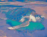 Turtle by Andy Warhol, 1985, Screenprint in colours, on Lenox Museum Board, the full sheet, sold Jan 2019