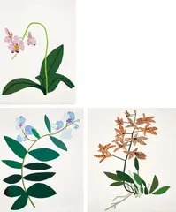 Jonas Wood, Three Clippings, 2018, The complete set of three Mixografía® relief prints in colours with embossing, on handmade paper, the full sheets