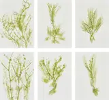 Giuseppe Penone, Trentatré Erbe (Thirty-three Herbs), 1989, The complete set of 33 lithographs in colours, on light wove paper, the full sheets, with colophon, title page and original green fabric-covered portfolio boards with printed artist's name and title