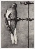 William Kentridge, Bird Catcher, 2006, Archival pigment print, on Gokung Korean Paper, with full margins