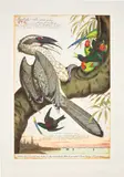Walton Ford, Swadeshi-cide (Indigenous), 1998, Etching in colours, on Somerset Satin paper, with full margins