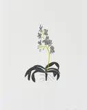 Jonas Wood, Black and Grey Clipping, 2017, Etching and aquatint in colours, on Magnani Pescia paper, with full margins