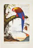 Walton Ford, La Historia Me Absolvera (History Will Absolve Me), 1999, Etching in colours, on Somerset Satin paper, with full margins
