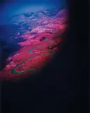 Richard Mosse, Another Green World (Infra series), 2010, Chromogenic print, flush-mounted
