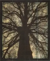 Doug Starn and Mike Starn, Structure of Thought No. 1, 2001-2006, MIS and Lysonic inkjet prints on Thai mulberry, gampi and tissue papers with wax, encaustic and varnish