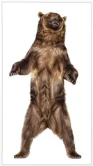 Andrew Zuckerman, Grizzly Bear 26, 2009, Archival pigment emulsion on Dibond